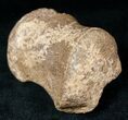Edmontosaurus Finger Bone - Hell Creek Formation #12707-2